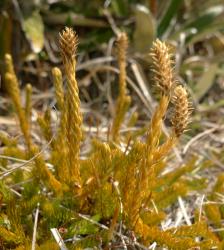 Lycopodium fastigiatum. Plant with mature strobili and spreading sporophylls.
 Image: L.R. Perrie © Te Papa CC BY-NC 4.0